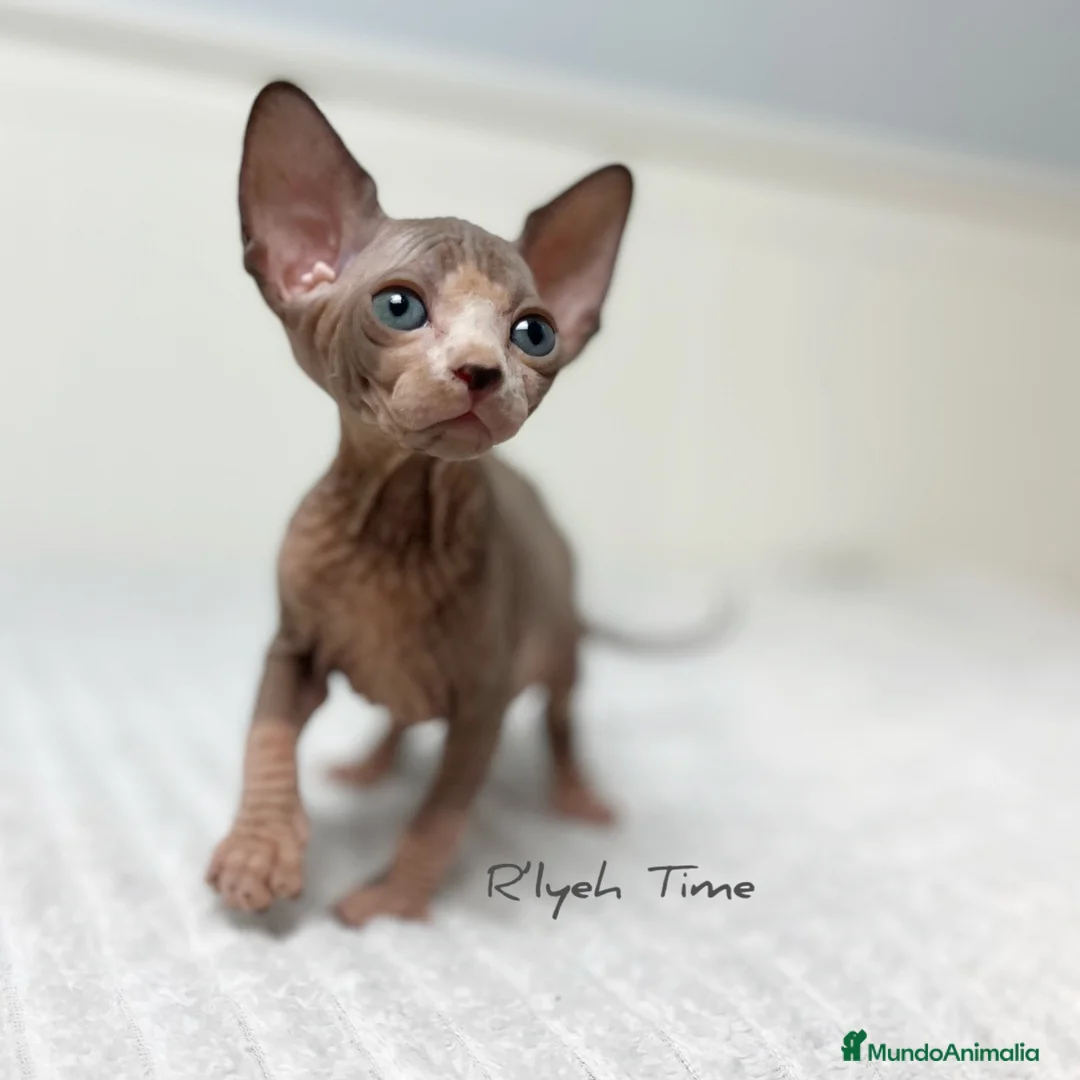 Sphynx gatos en venta: Gatitos Sphynx - Anuncio 4