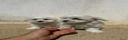 Bichón Maltés perros en venta: Preciosos malteses - Anuncio 4