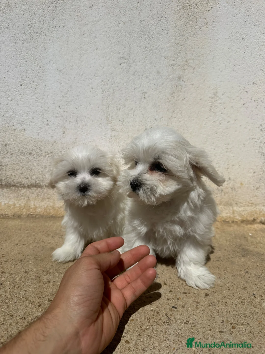 Bichón Maltés perros en venta: Preciosos malteses - Anuncio 4