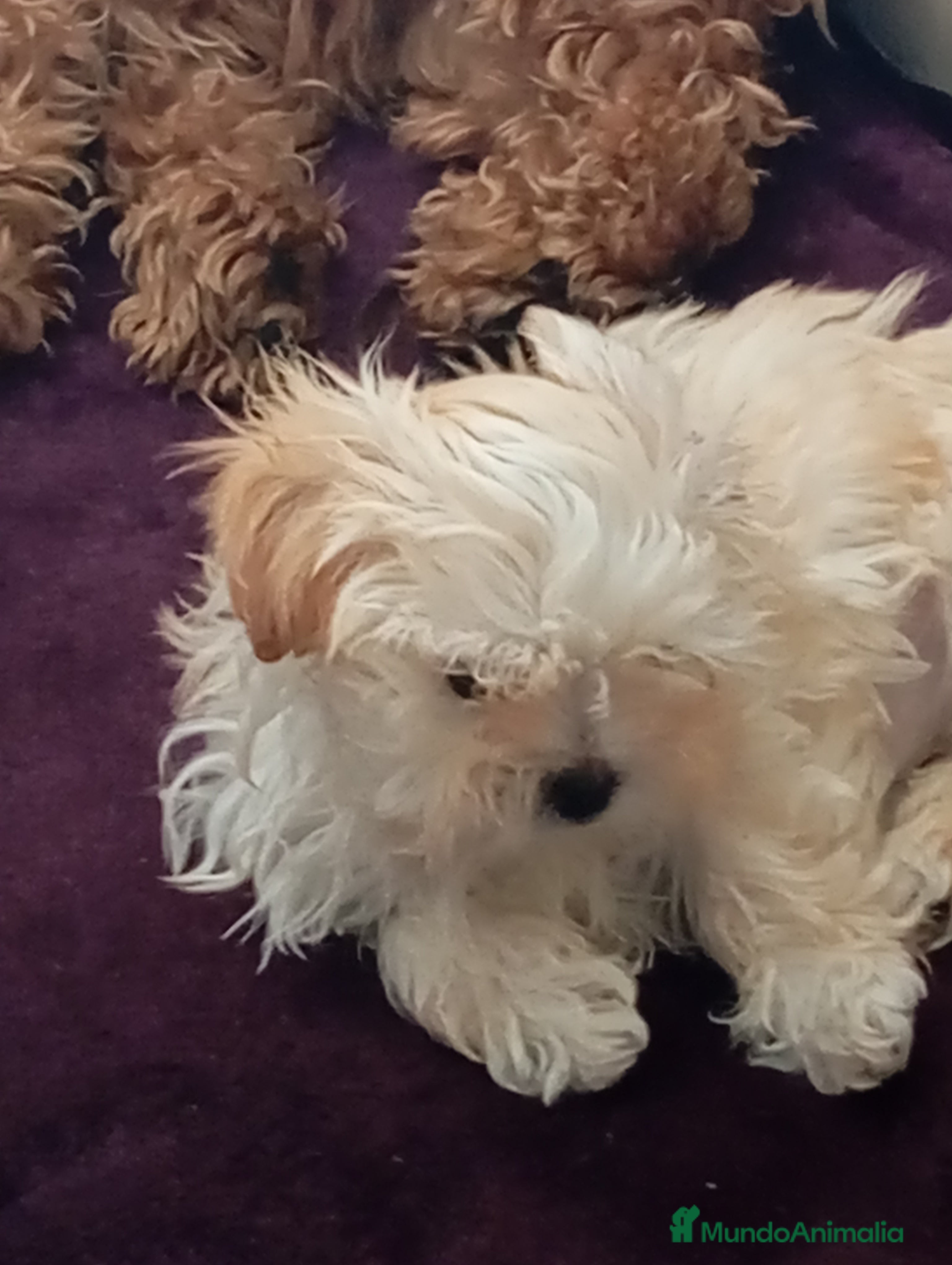 Raza Mixta perros Bichón maltés maltipoo - Anuncio 4