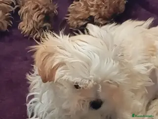 Raza Mixta perros Bichón maltés maltipoo - Anuncio 4
