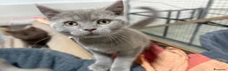 Británico de Pelo Corto gatos en venta: British Shorthair Azul y Lilac  - Anuncio 11
