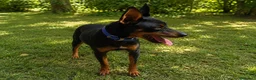 Pinscher Miniatura perros en venta: MINI PINSCHER MACHO - Anuncio 3