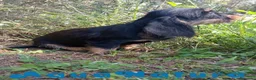 Teckel perros en venta: Teckel Macho Pelo Largo 2019 AQUANATURA - Anuncio 2
