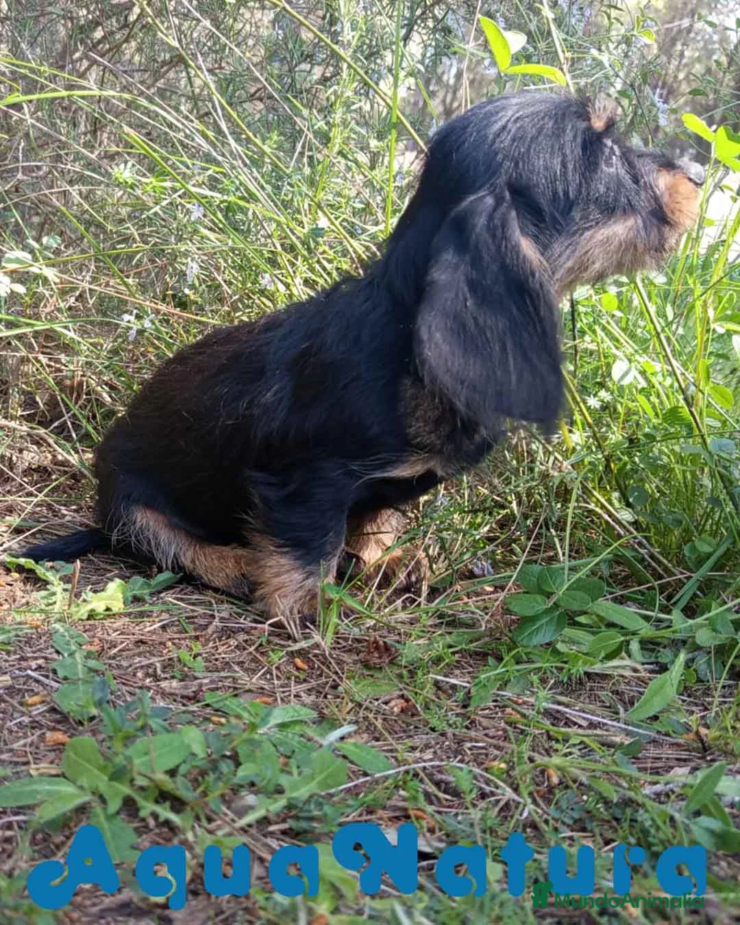 Teckel perros en venta: Teckel Macho Pelo Largo 2019 AQUANATURA - Anuncio 2