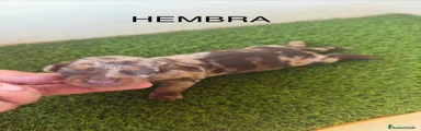 Teckel Miniatura 3