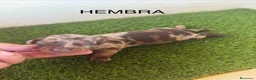 Teckel Miniatura perros en venta: TECKEL KANICHEN - Anuncio 2