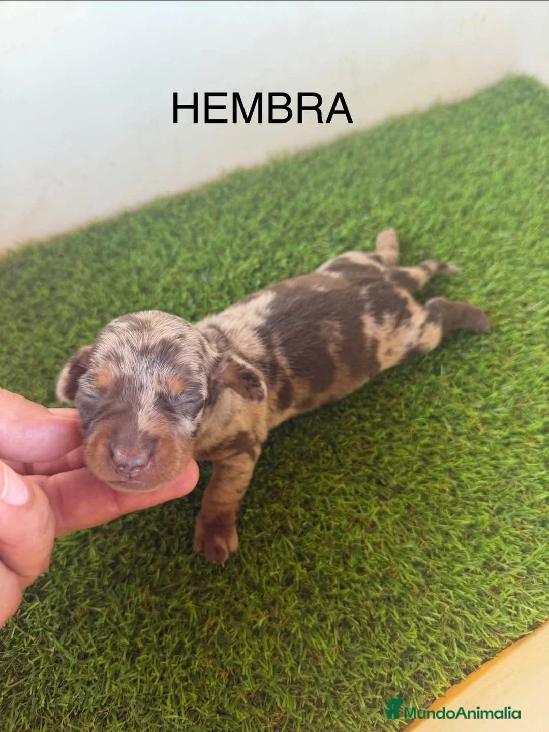 Teckel Miniatura perros en venta: TECKEL KANICHEN - Anuncio 2