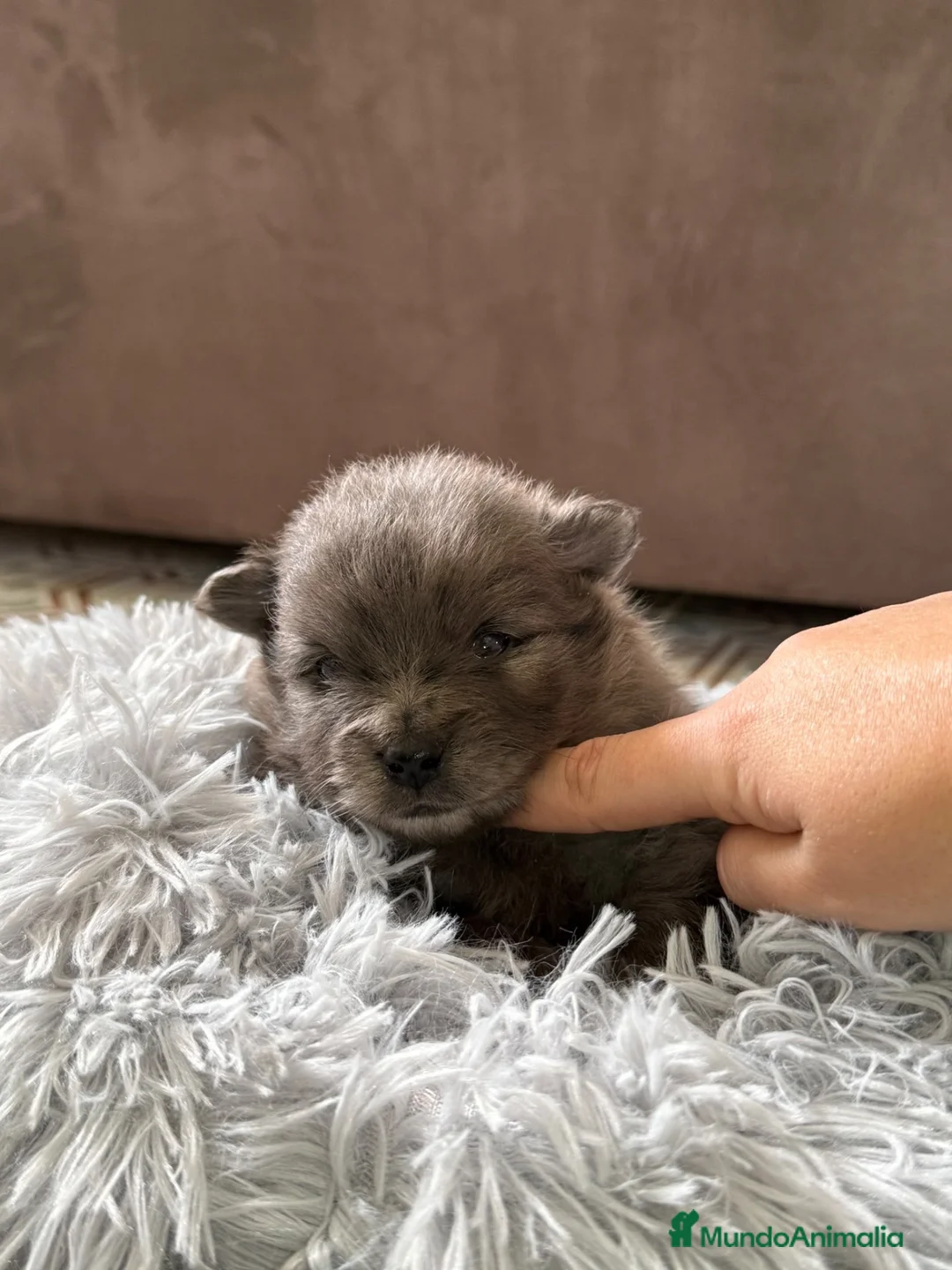 Pomerania perros en venta: pomerania  - Anuncio 2