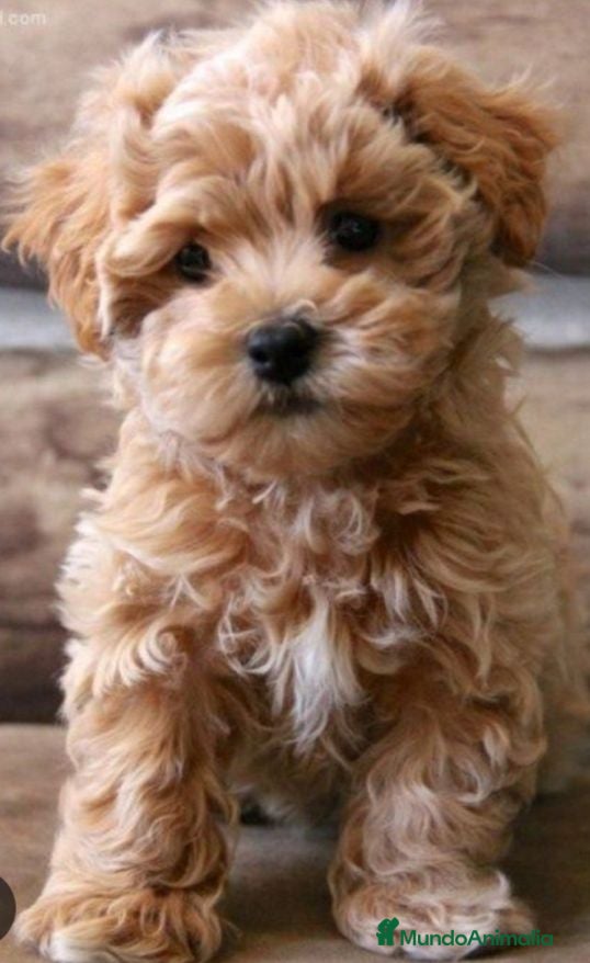Maltipoo perros Maltipoo - Anuncio 1