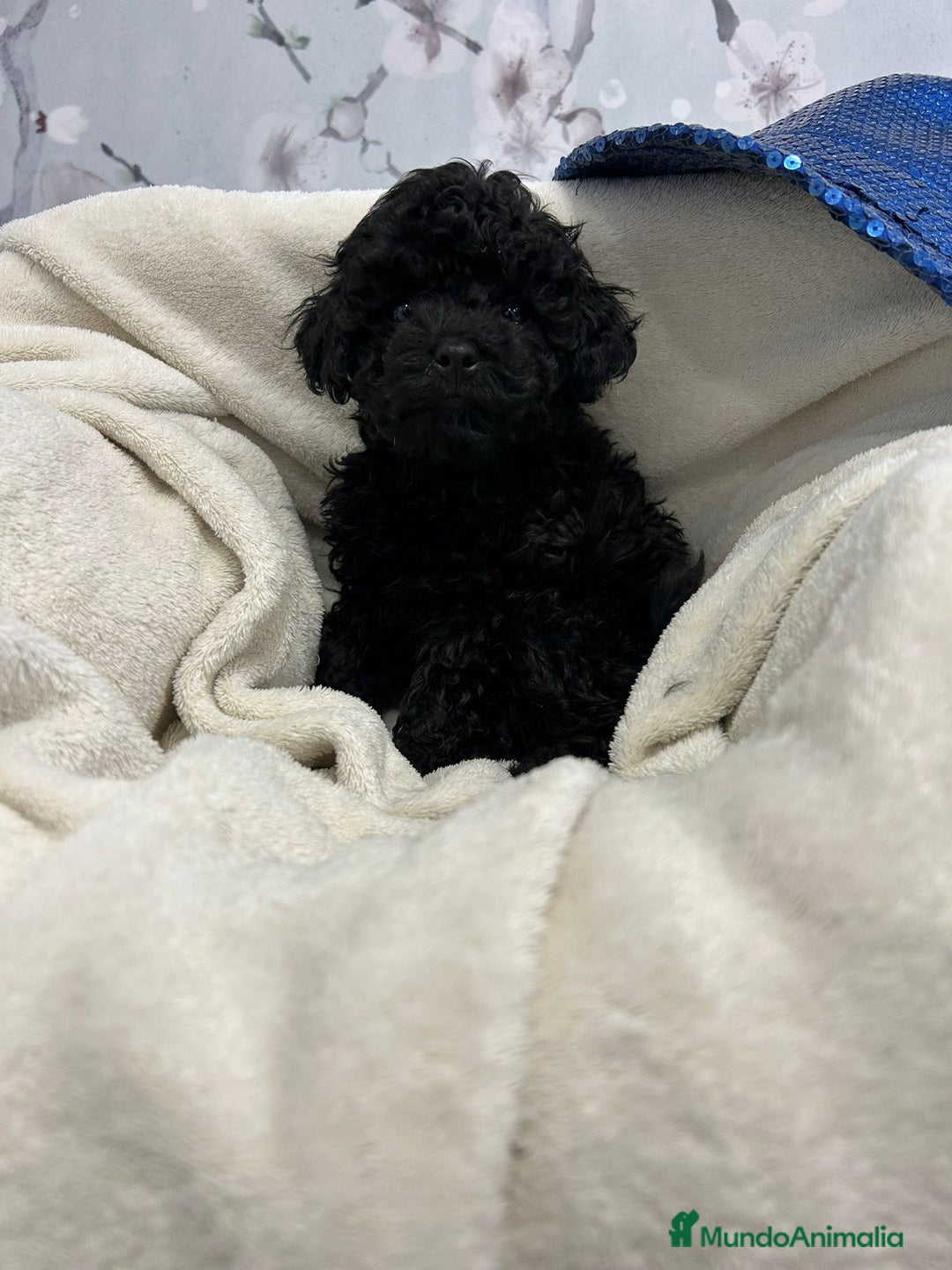 Caniche Toy perros en venta: Caniche toy - Anuncio 1