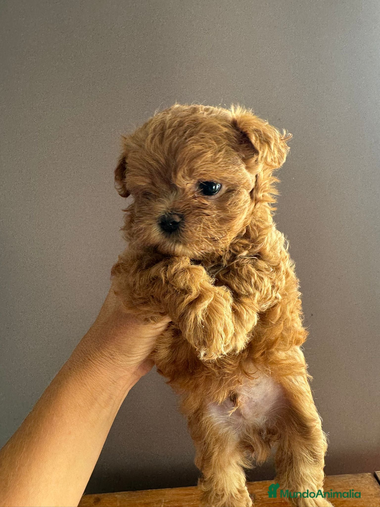 Maltipoo perros Malipoo - Anuncio 29