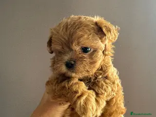 Maltipoo perros Malipoo - Anuncio 29