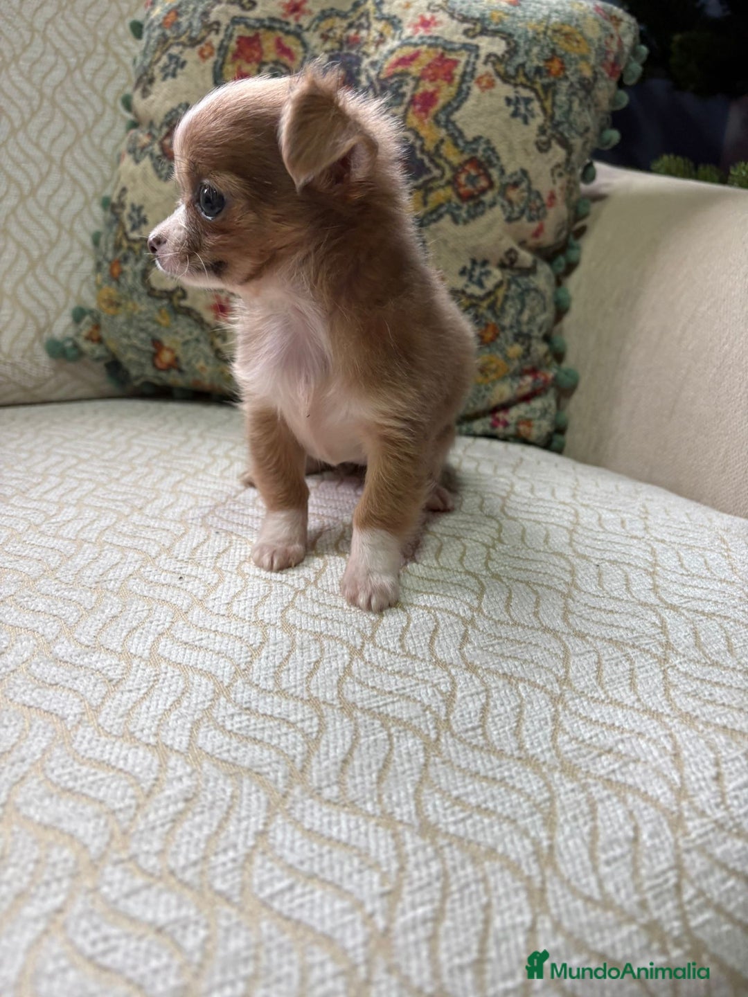 Chihuahua perros en venta: Hembra chihuahua toy chocolate pelo largo - Anuncio 11