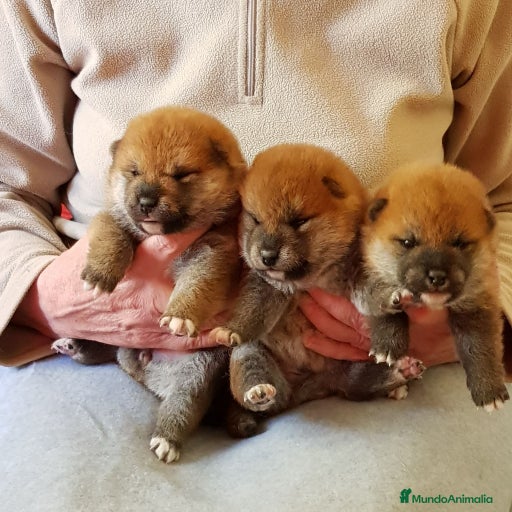 Imagen de galería {{count}}