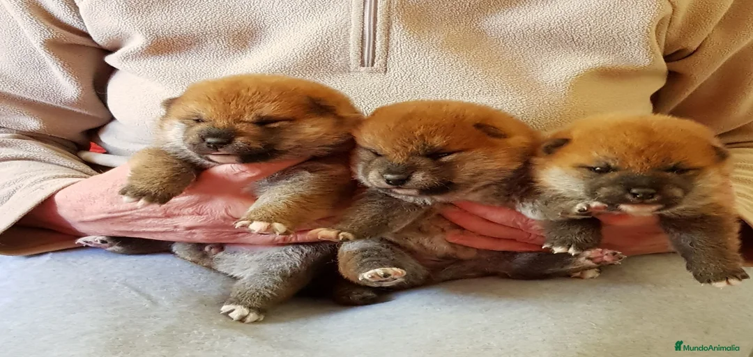 Imagen de galería {{count}}