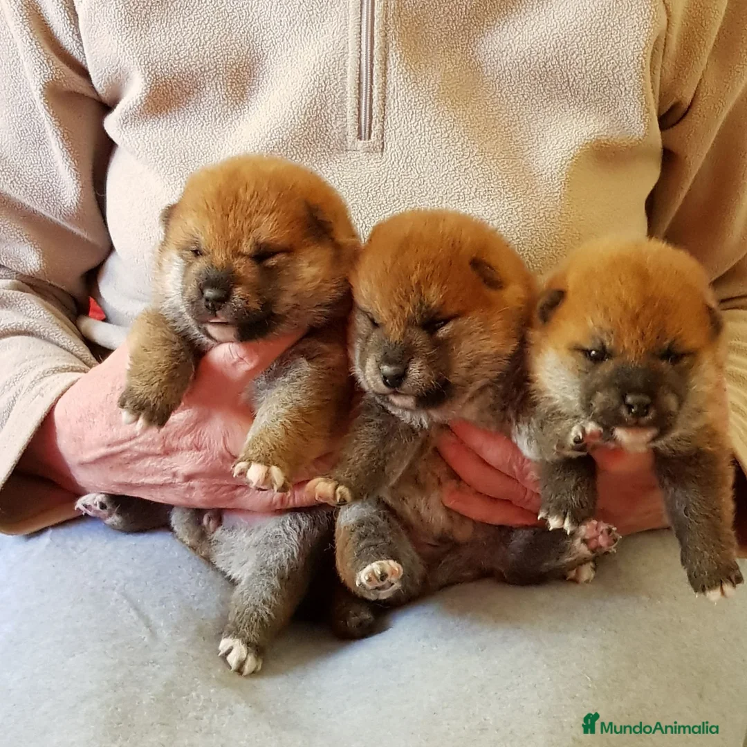 Imagen de galería {{count}}