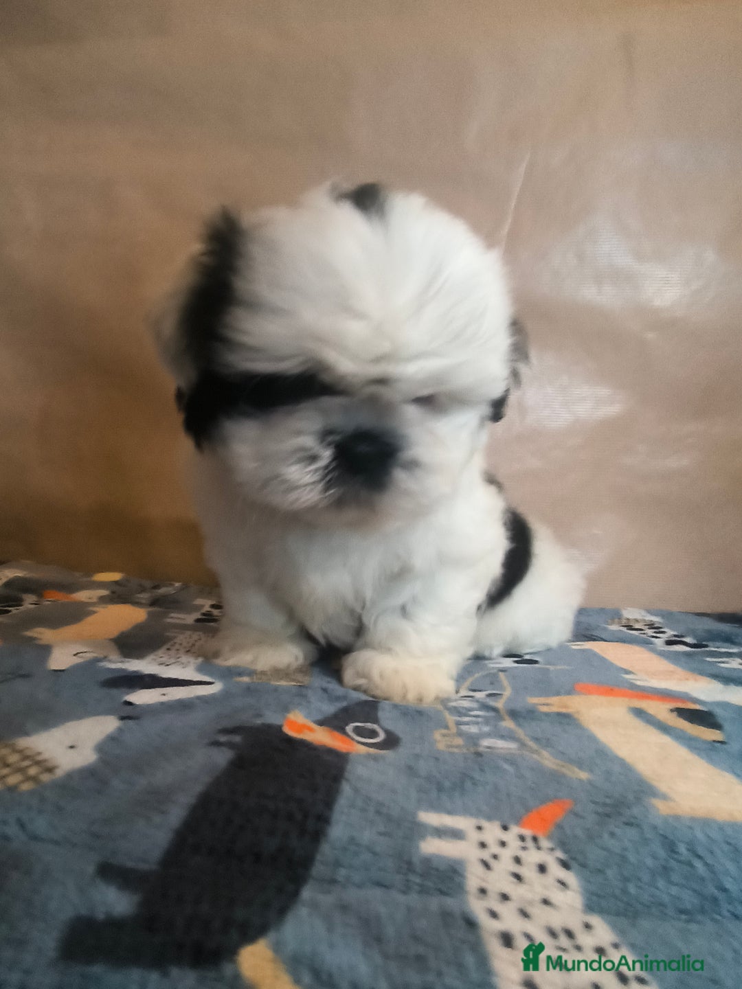 Shih Tzu perros en venta: Shitzu mini - Anuncio 13