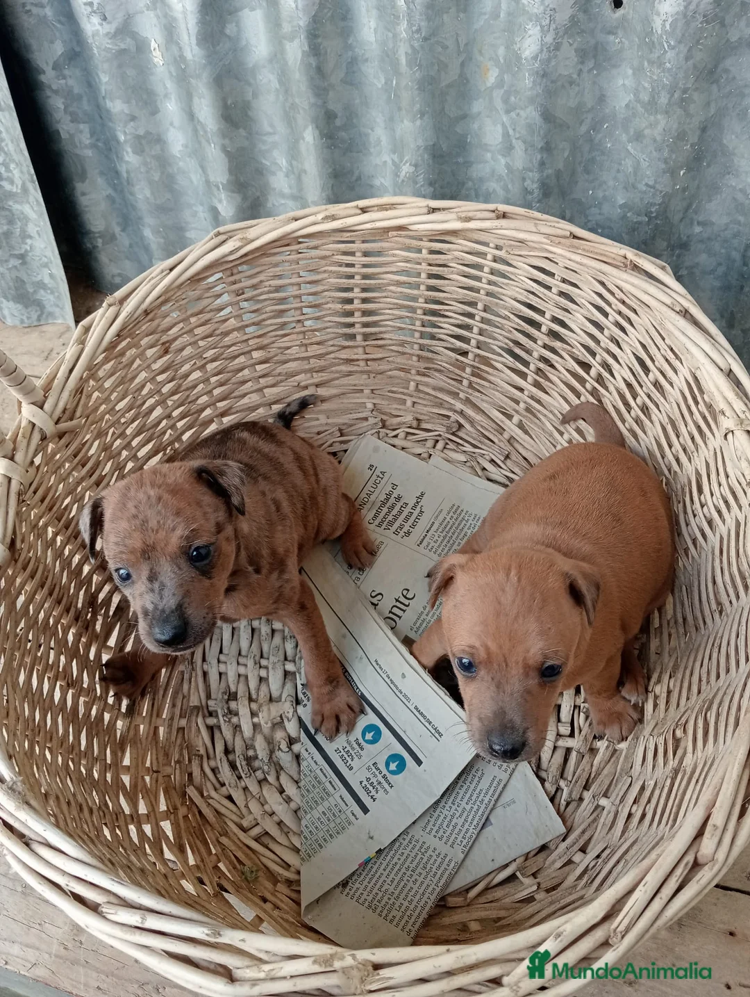 Raza Mixta perros en venta: Lebrel cruzado - Anuncio 2