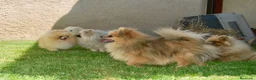 Pomerania perros en venta: Pomerania Miniatura Cachorros disponibles - Anuncio 13