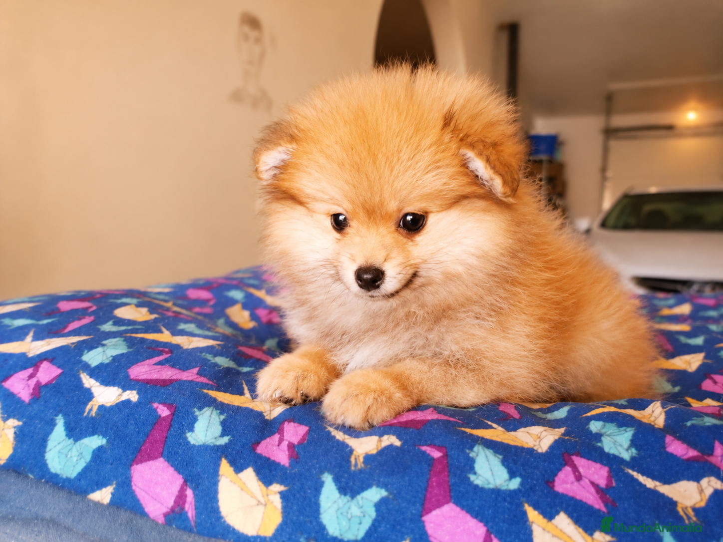 Pomerania perros Pomerania hembra  - Anuncio 1