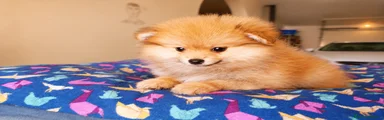 Pomerania Cachorro 1 Reservado 