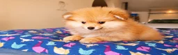 Pomerania perros en venta: Pomerania hembra  - Anuncio 1
