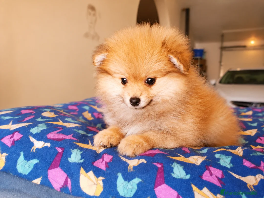 Pomerania perros en venta: Pomerania hembra  - Anuncio 1