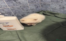 Pomerania perros en venta: Lulu pomerania mini toy  - Imagen 8