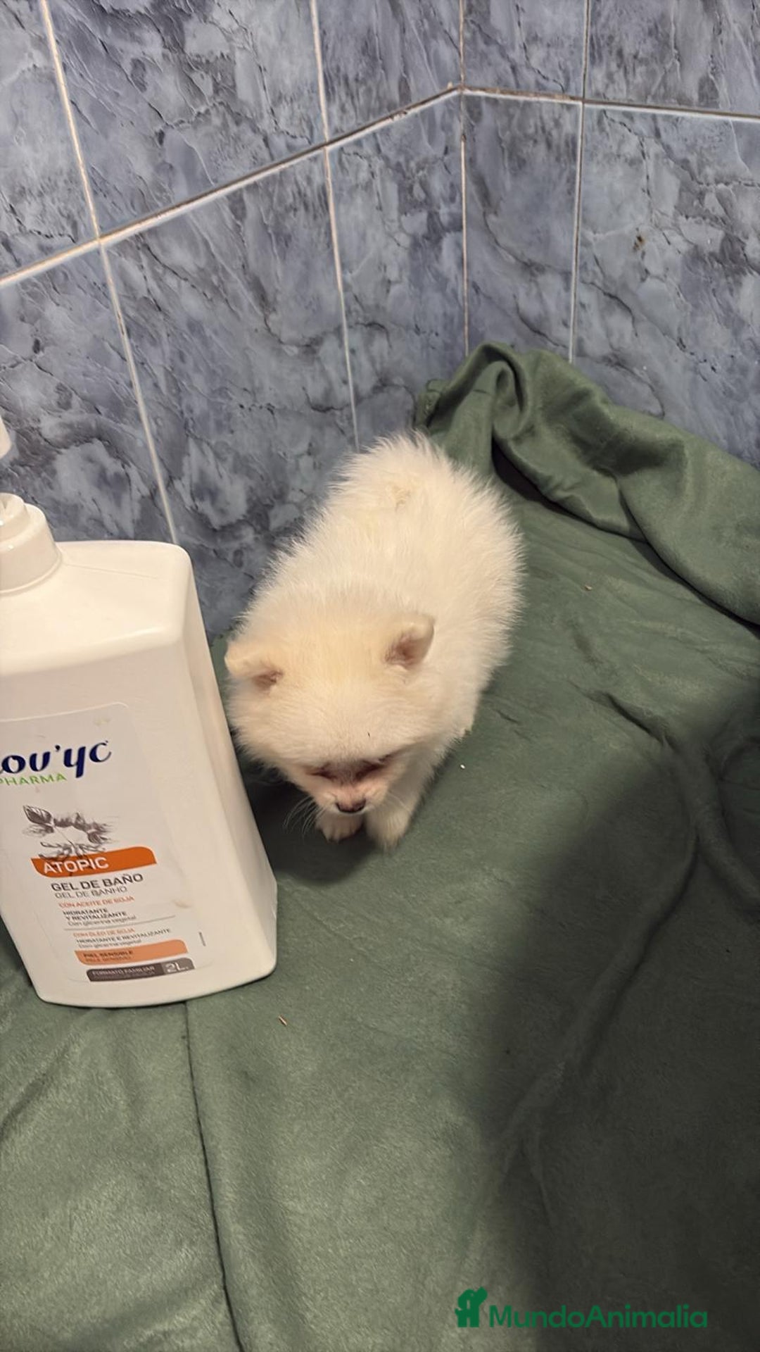 Pomerania perros en venta: Lulu pomerania mini toy  - Imagen 8