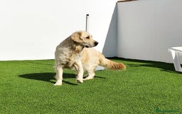 Golden Retriever perros en venta: PRECIOSOS GOLDEN RETRIEVER  - Imagen 13