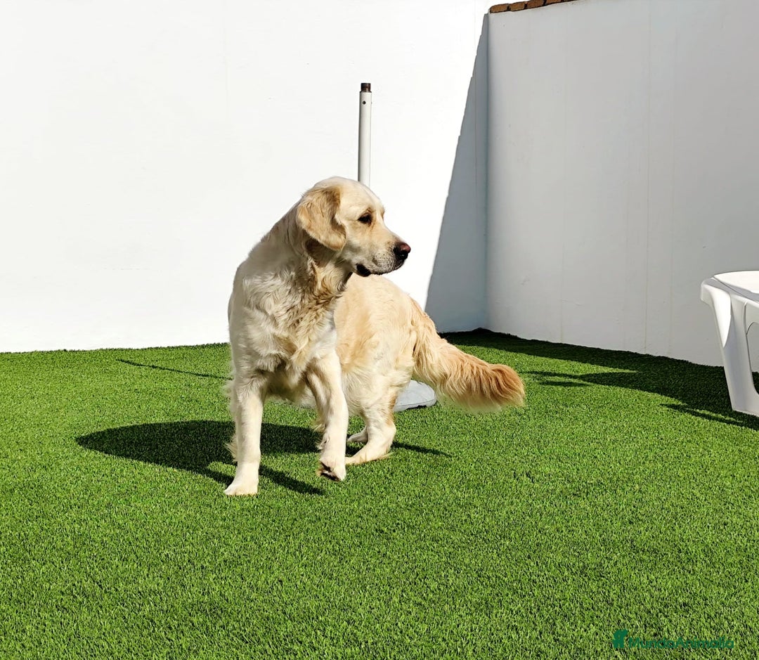 Golden Retriever perros en venta: PRECIOSOS GOLDEN RETRIEVER  - Imagen 13