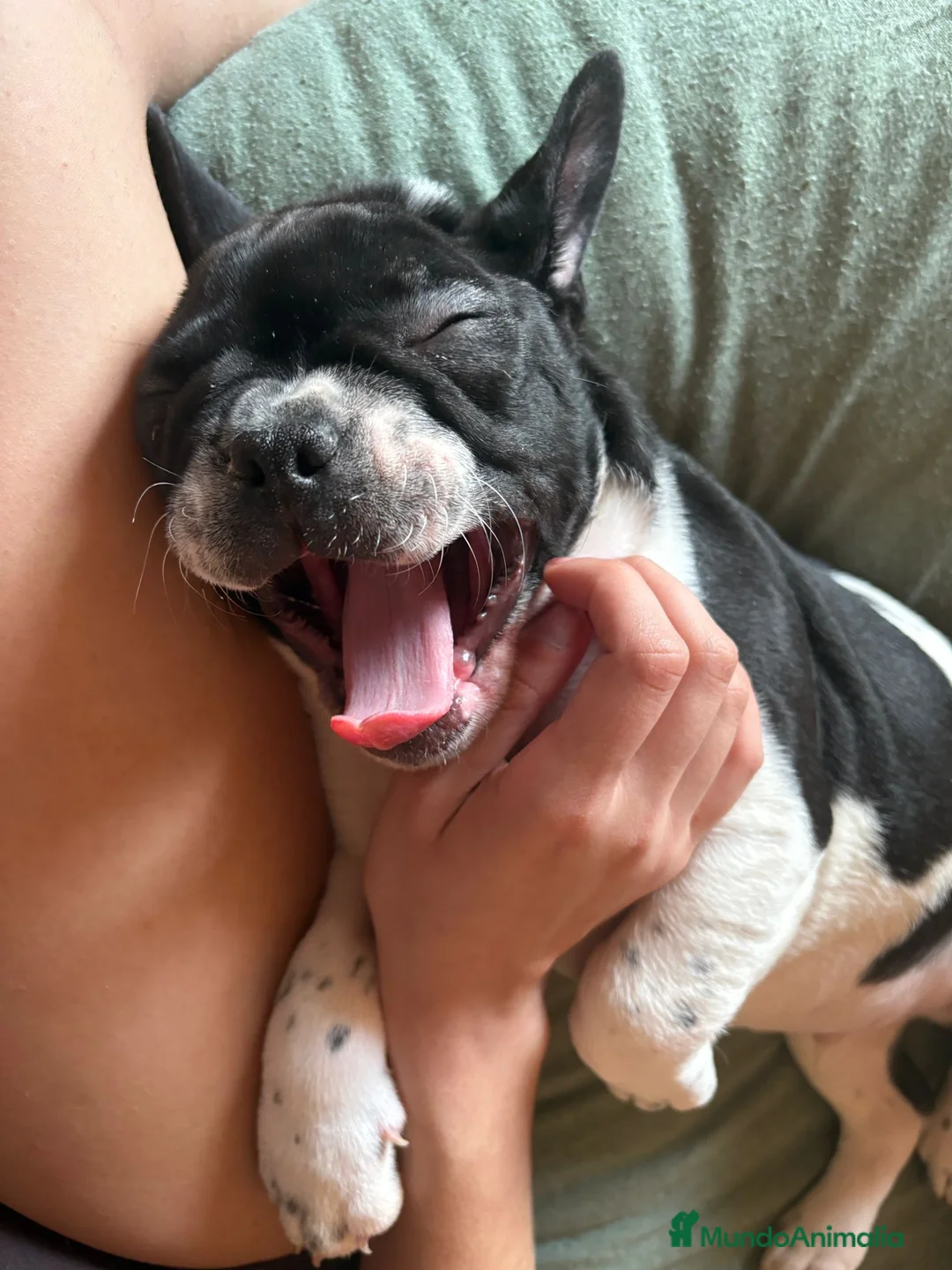 Bulldog Francés perros en venta: Último bulldog francés  - Anuncio 6