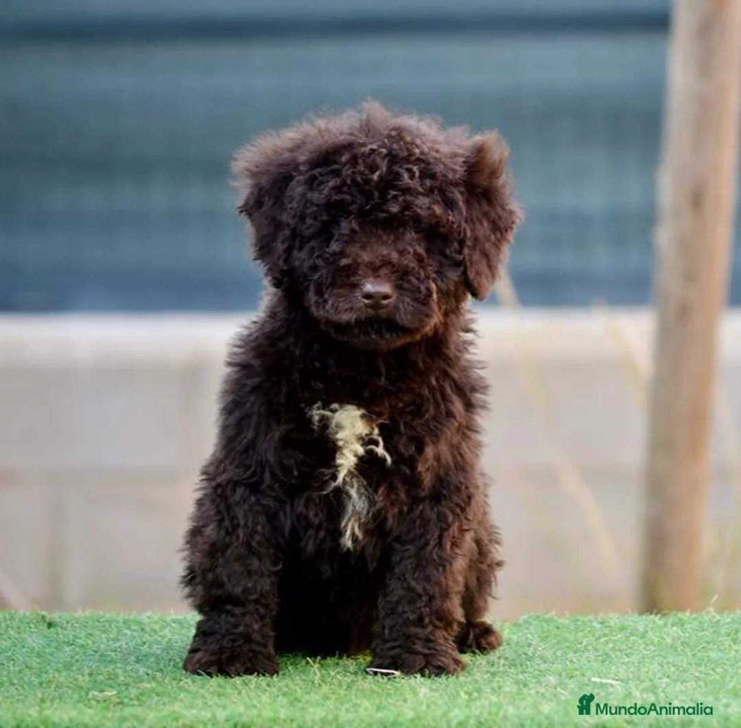 Perro de Agua Español perros en venta: CAMADA PERRO DE AGUA ESPAÑOL - Anuncio 2