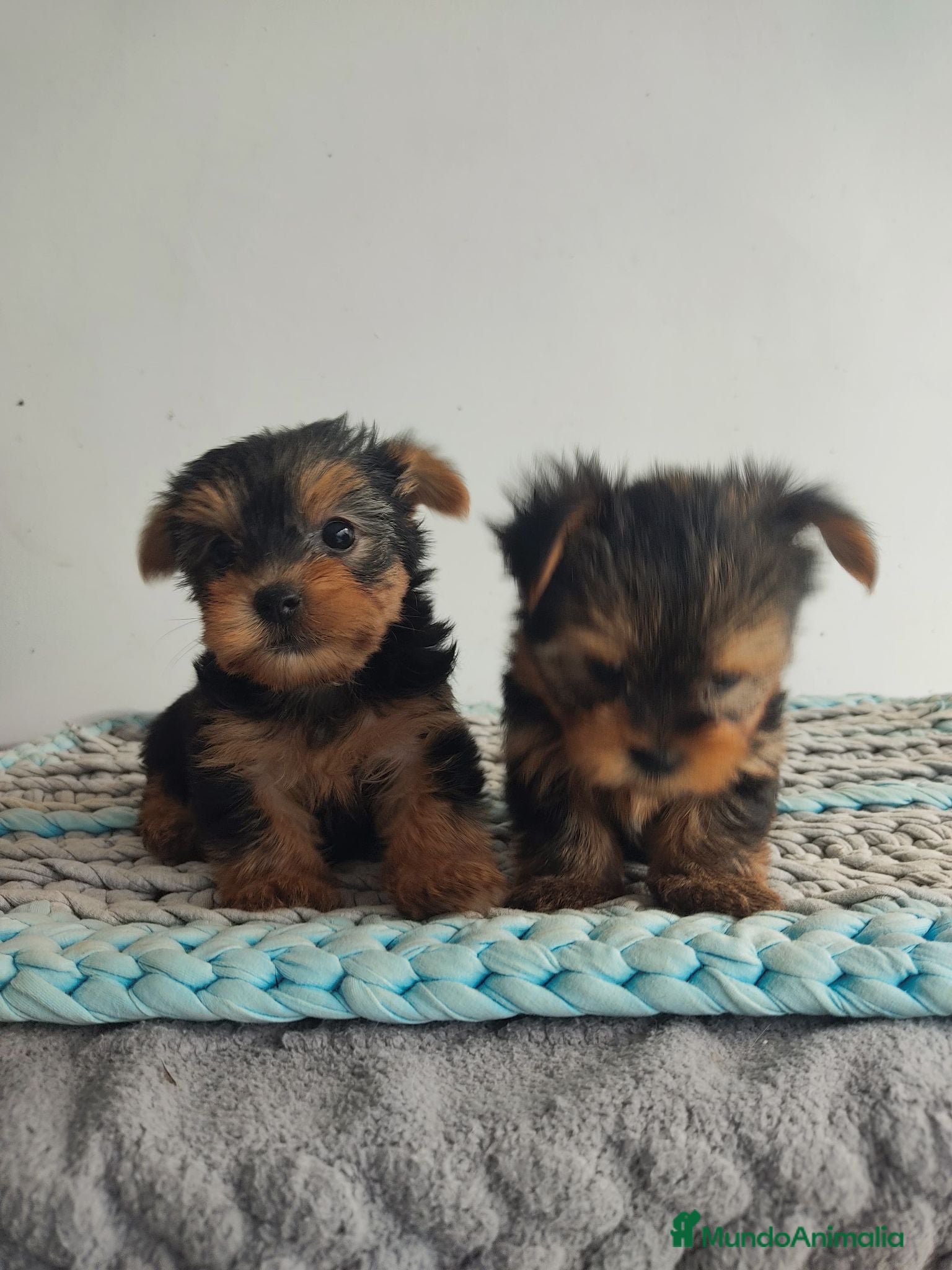 Yorkshire Terrier perros Yorkshire toy - Anuncio 1