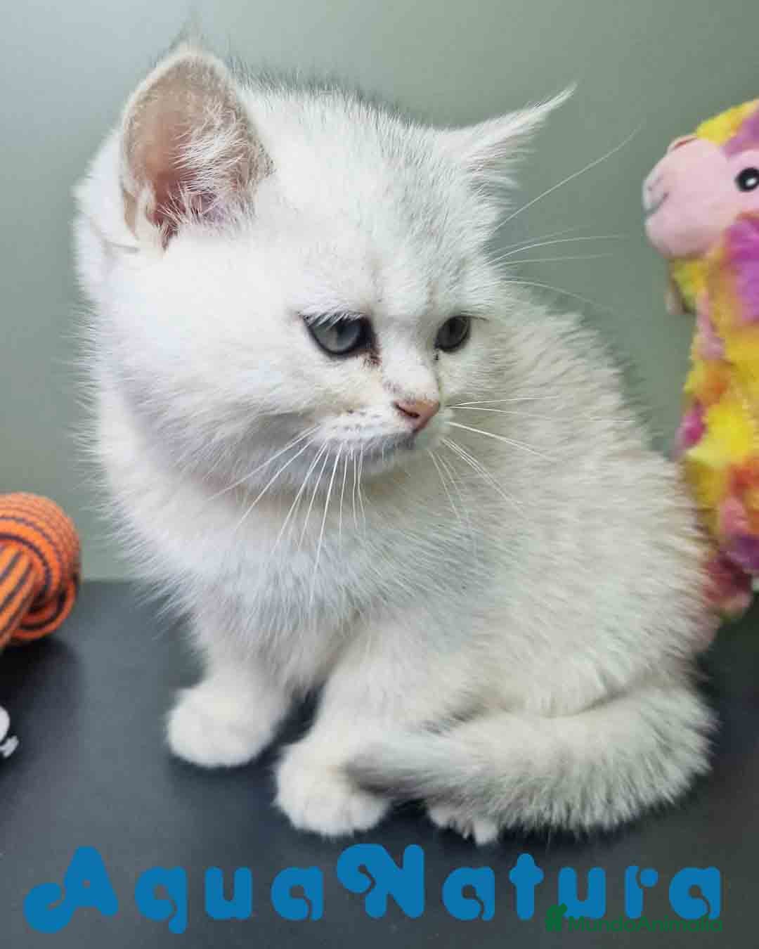 Británico de Pelo Corto gatos en venta: British Macho 7794 AQUANATURA - Anuncio 6