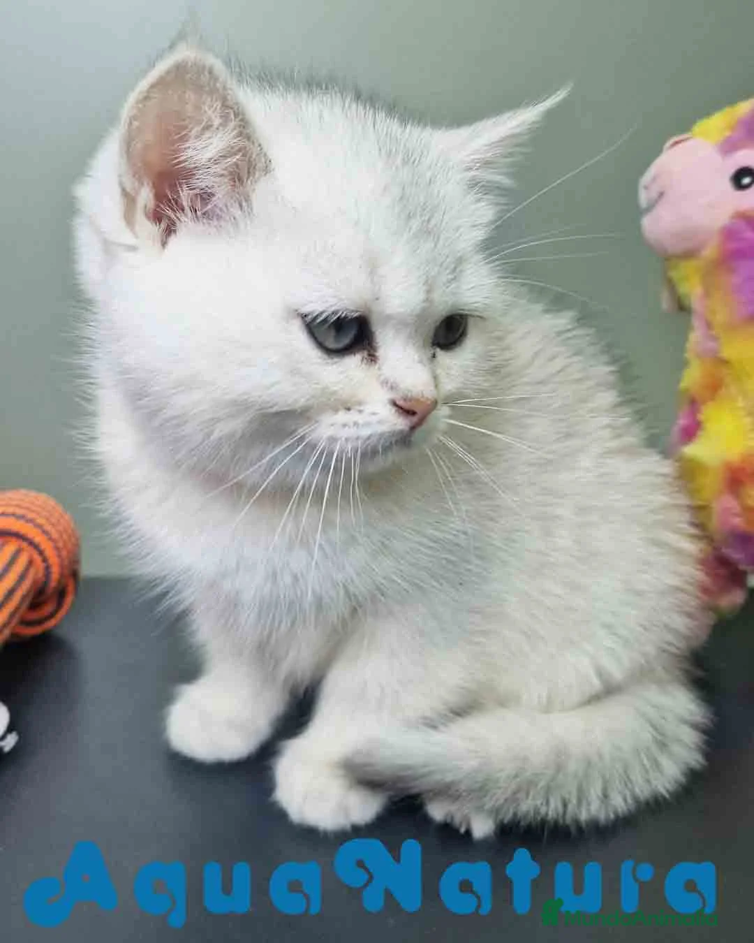 Británico de Pelo Corto gatos en venta: British Macho 7794 AQUANATURA - Anuncio 6