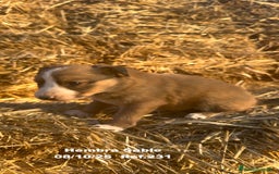 Border Collie perros en venta: BORDER COLLIE Sable Merle - Imagen 28