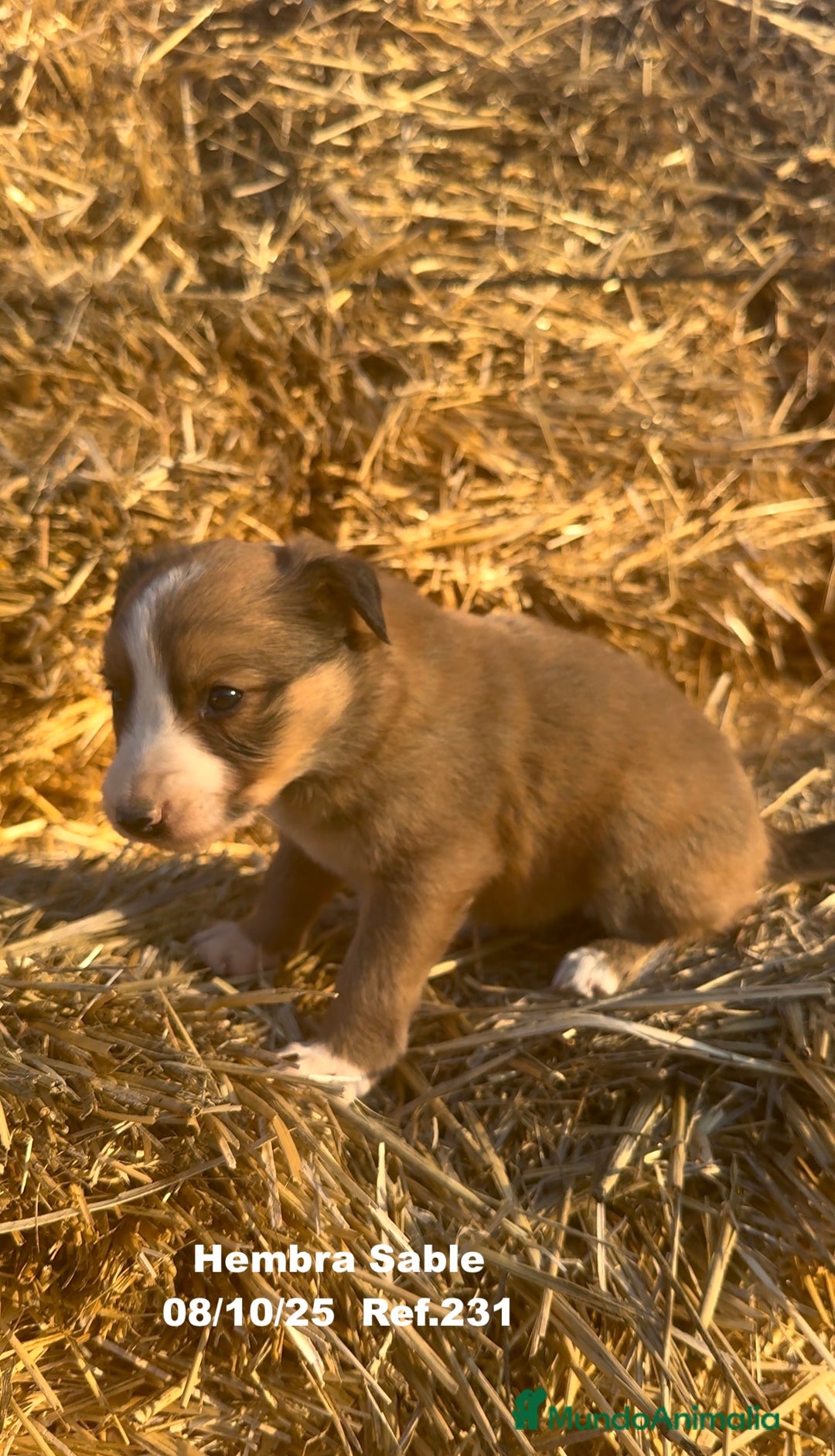 Border Collie perros en venta: BORDER COLLIE Sable Merle - Imagen 28