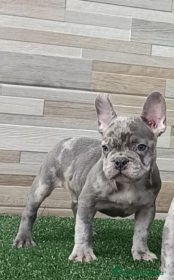 Bulldog Francés perros Bulldog Francés blue Merle  - Anuncio 1