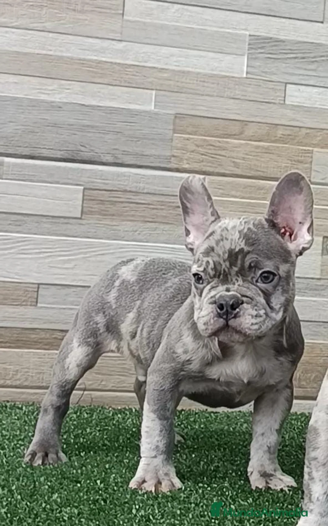 Bulldog Francés perros en venta: Bulldog Francés blue Merle  - Anuncio 1