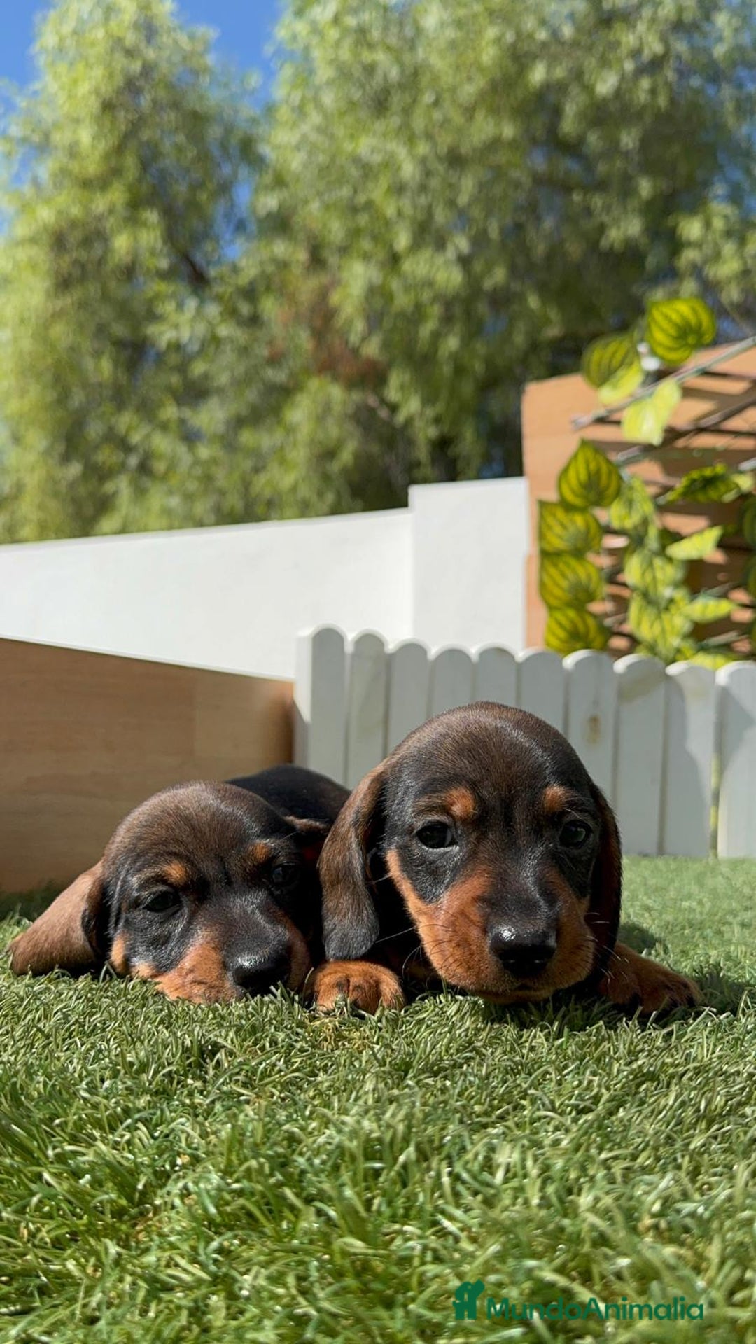 Teckel Miniatura perros en venta: TECKEL MINIATURA MACHO - Imagen 3