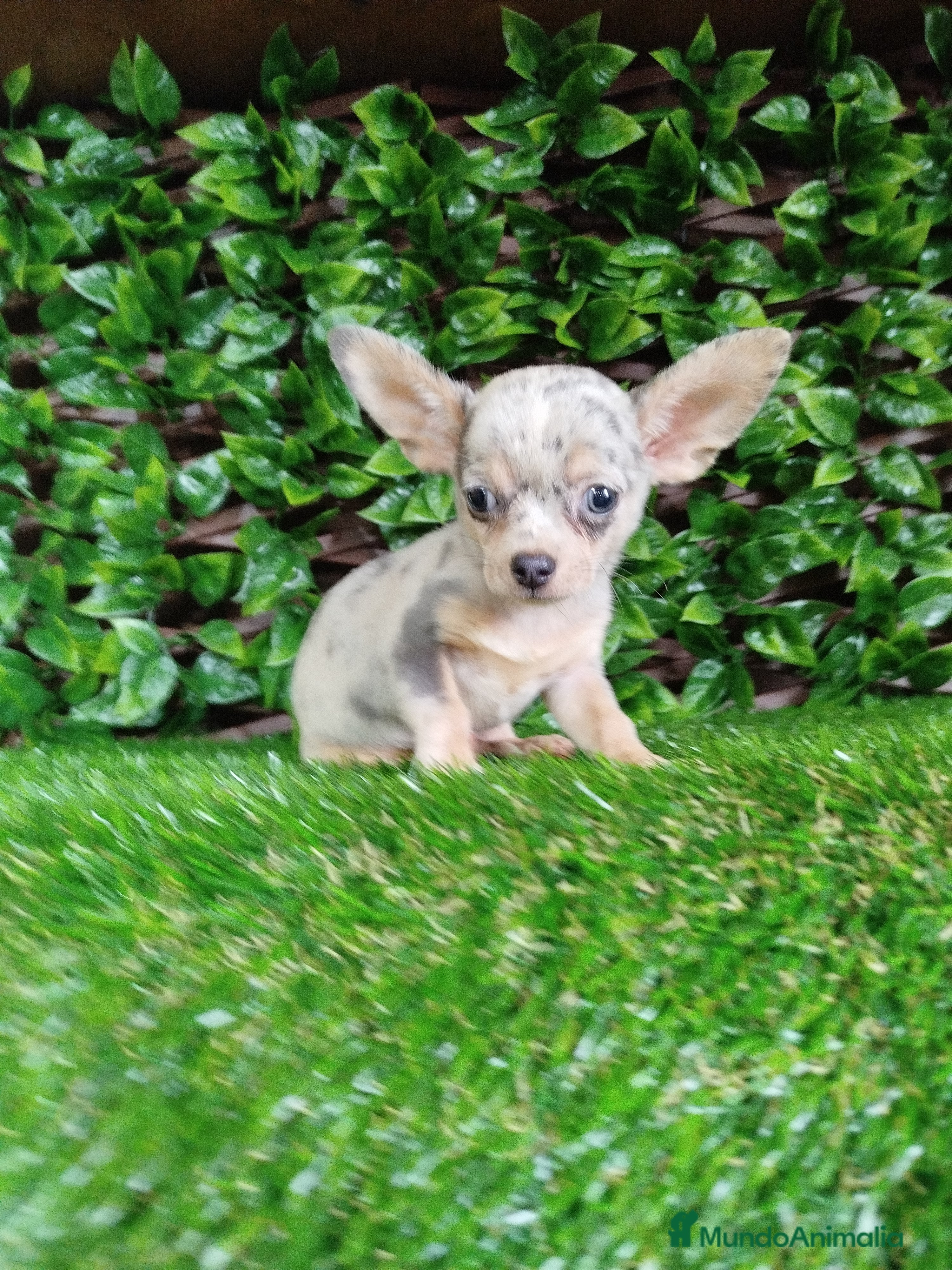 Chihuahua perros Chihuahua toy  - Anuncio 3