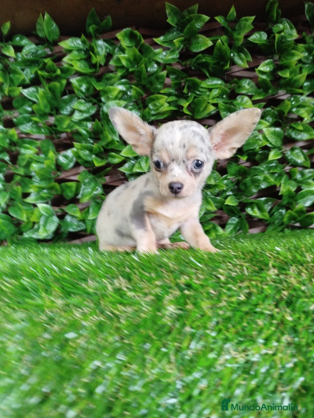 Chihuahua perros en venta: Chihuahua toy  - Anuncio 1
