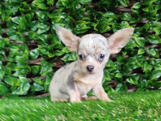 Chihuahua perros Chihuahua toy - Anuncio 1