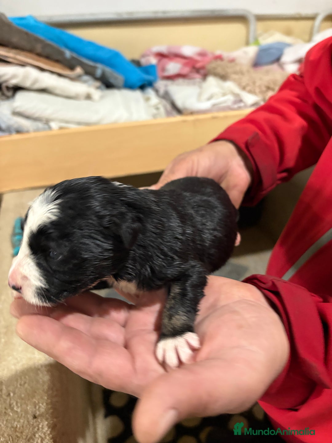 Border Collie perros en venta: Cachorros border collie machos y hembras varios  - Anuncio 20