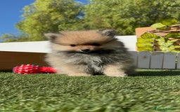 Pomerania perros en venta: POMERANIA MACHO - Imagen 15