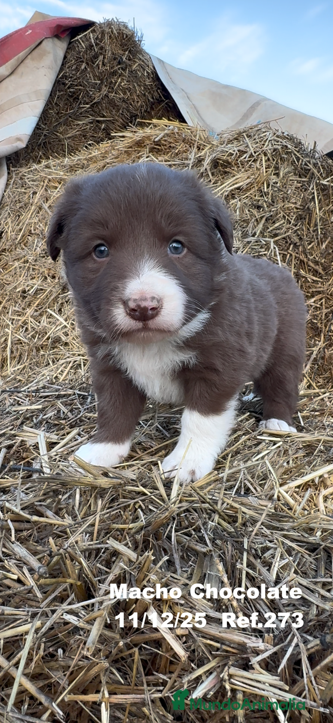 Border Collie perros en venta: Border Collie - Anuncio 32