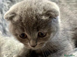 Scottish Fold gatos en Barcelona - Anuncio 14