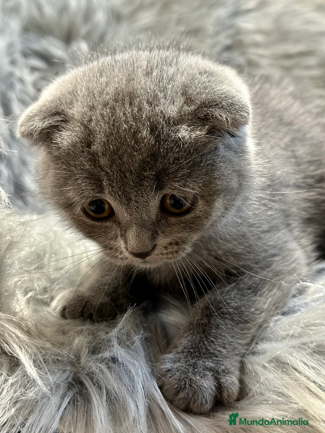 Scottish Fold gatos en venta: SCOTTISH FOLD en Barcelona - Anuncio 1